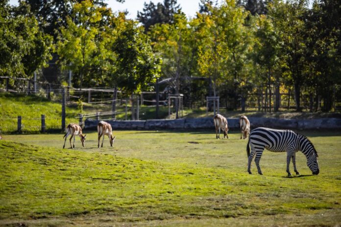 Veszprémi Állatkert_Visit Hungary