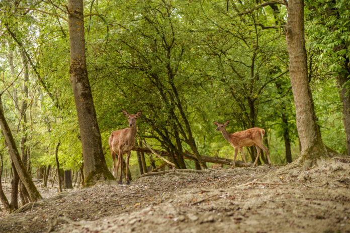 Germenci erdő_állatok_Visit Hungary