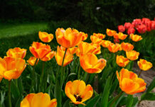 5+1 hazai arborétum, amelyet tavasszal mindenképp meg kell látogatnod