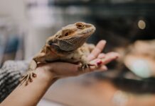 Kiderült, melyek a magyarok kedvenc állatkertjei – a Nyíregyházi Állatpark végzett az élen