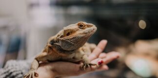 Kiderült, melyek a magyarok kedvenc állatkertjei – a Nyíregyházi Állatpark végzett az élen